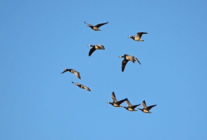 Barnacle Geese - Black geese