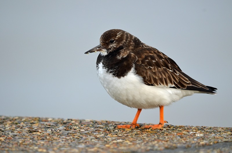 Turnstone - Sandpipers