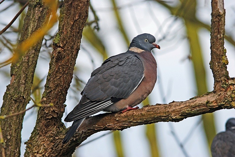 Woodpigeon - Pigeons and doves