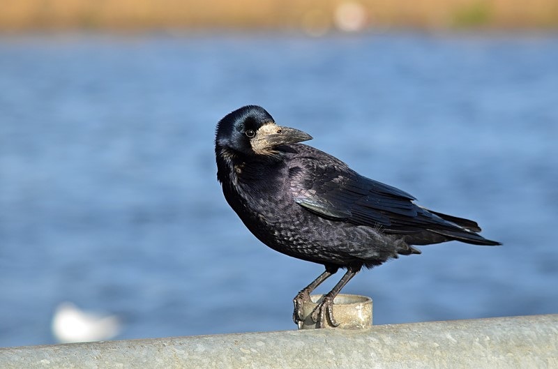 Rook - Ireland - January and February 2020