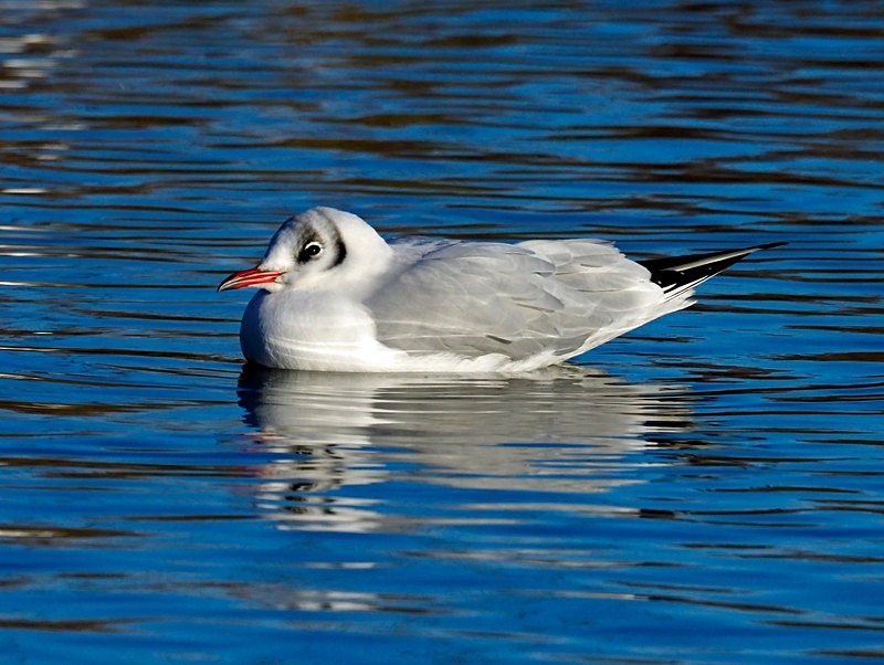 Black-headed Gull - Gulls
