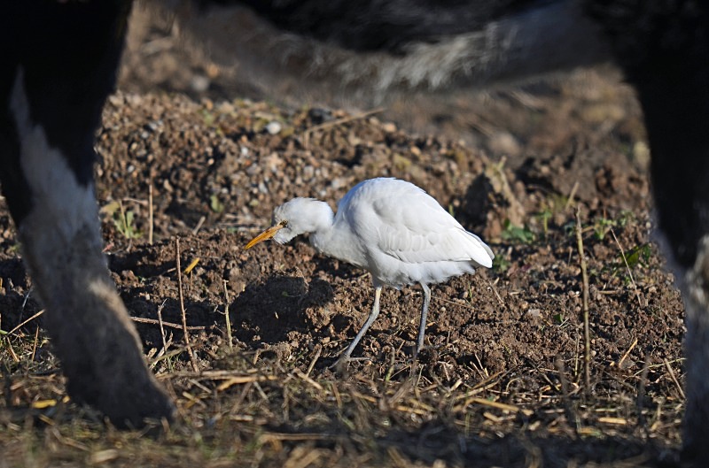 Cattle Egret - Herons and egrets