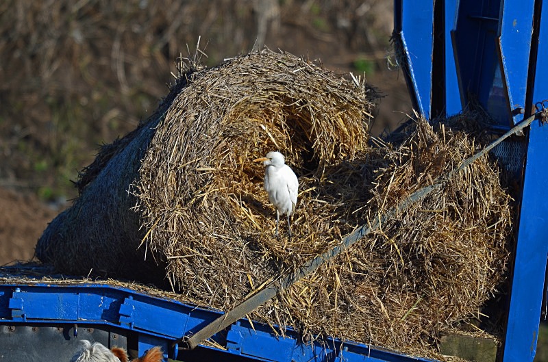 Cattle Egret - Herons and egrets