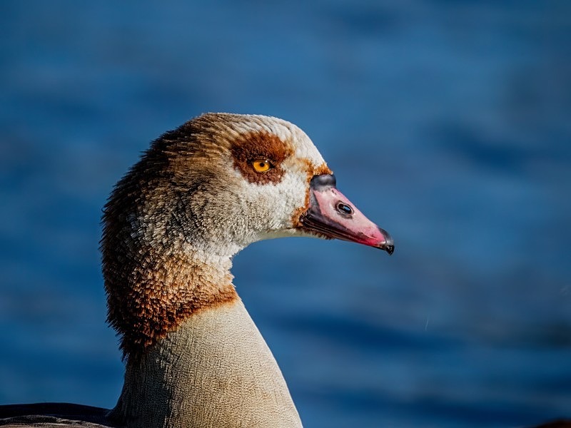 Egyptian Goose - Grey geese