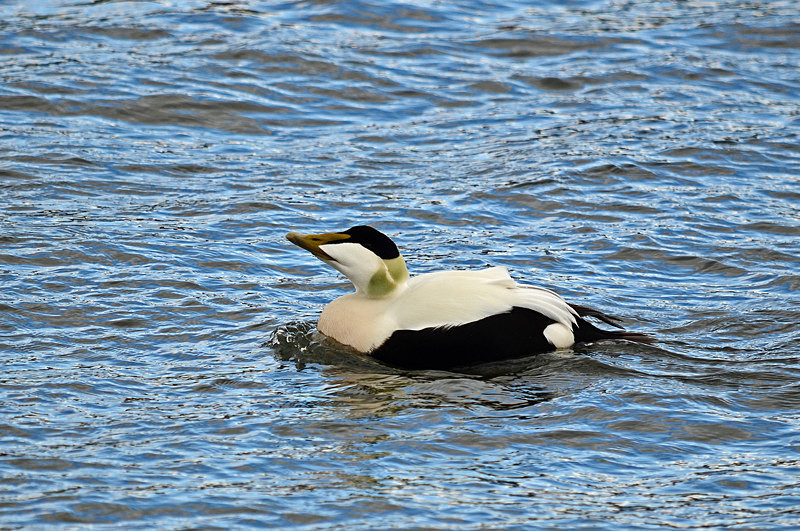 Eider - West Iceland