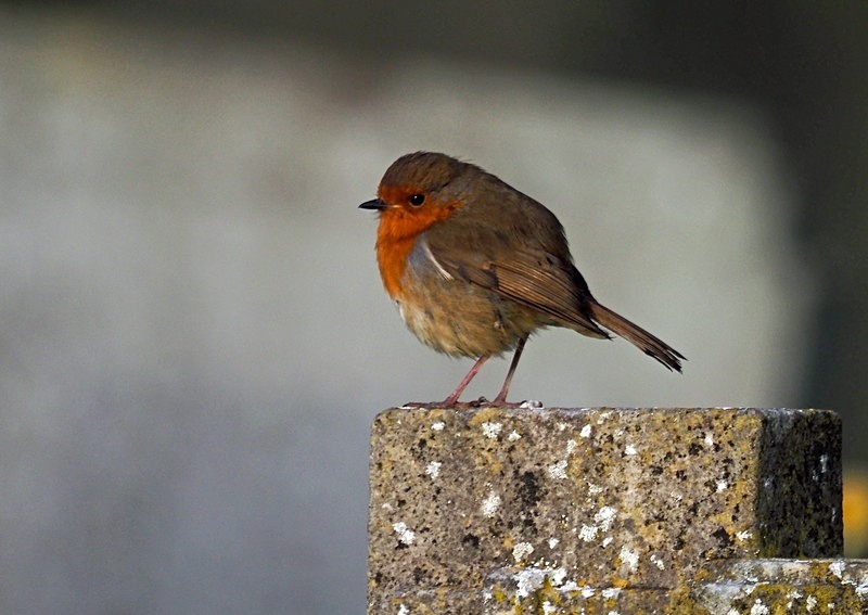 Robin - Robins