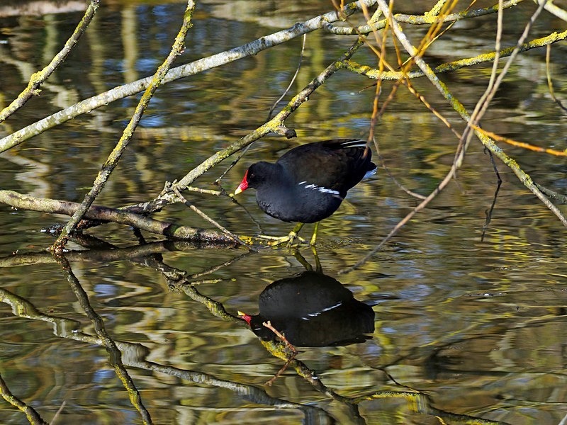 Moorhen - Crakes and rails
