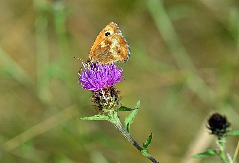Gatekeeper - Butterflies