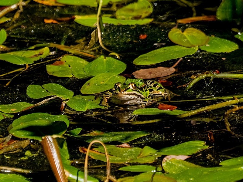 Edible Frog - Frogs and toads