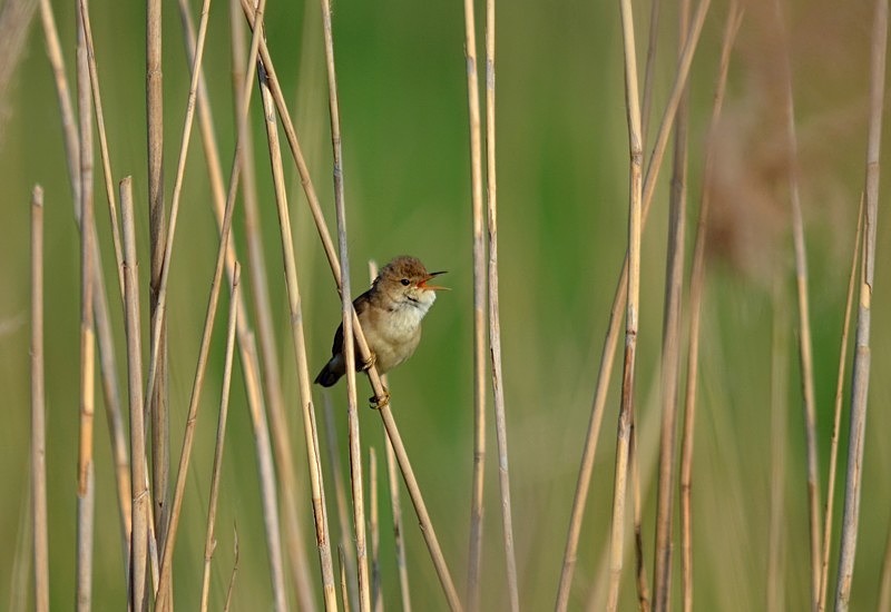 Great Reed Warbler - Hungary