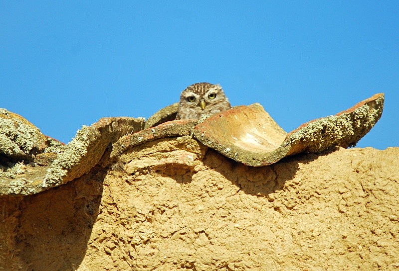 Little Owl - South and north west Spain - September 2010