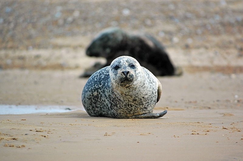 Common Seal - Common Seals