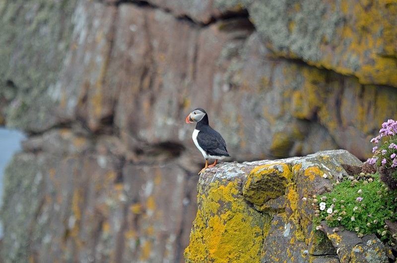 Puffin - Puffins