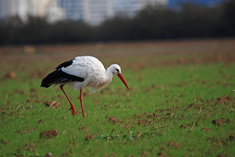 White Stork - Catalunya