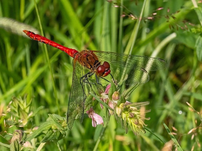 Ruddy Darter - Dragonflies and damselflies