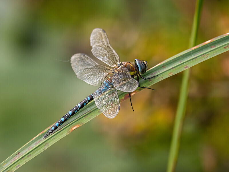 Migrant Hawker - Latest photos