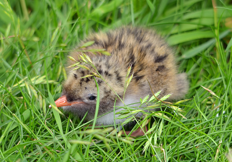 Arctic Tern chick - Terns