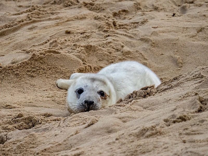 Atlantic Grey Seal - Atlantic Grey Seals