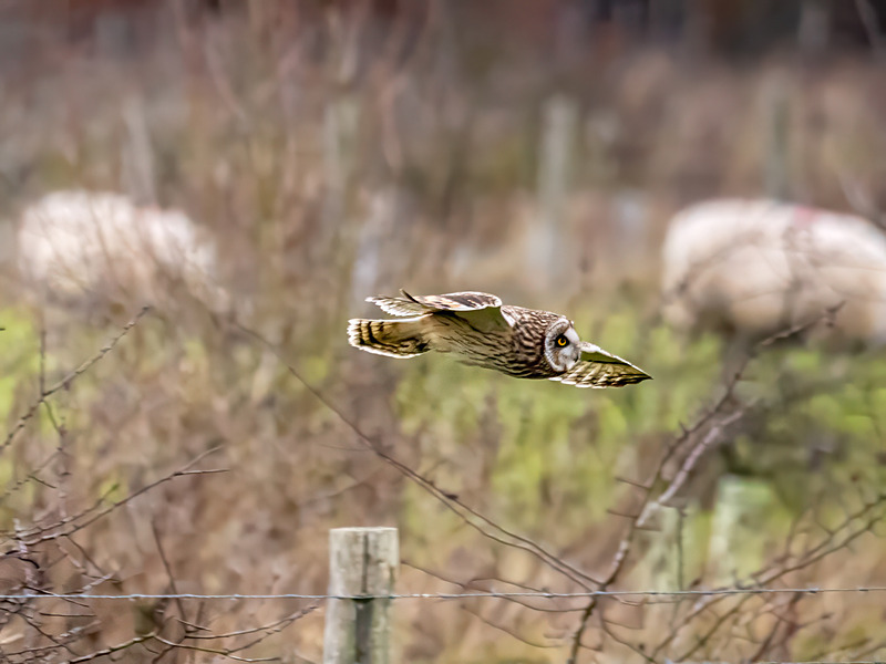 Short-eared Owl - Latest photos