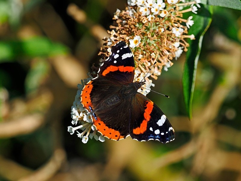 Red Admiral - Butterflies