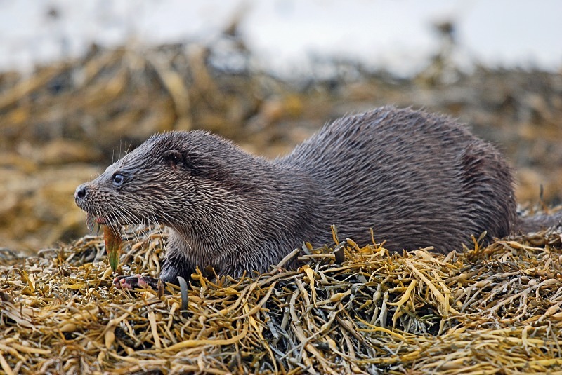Otter - Otters