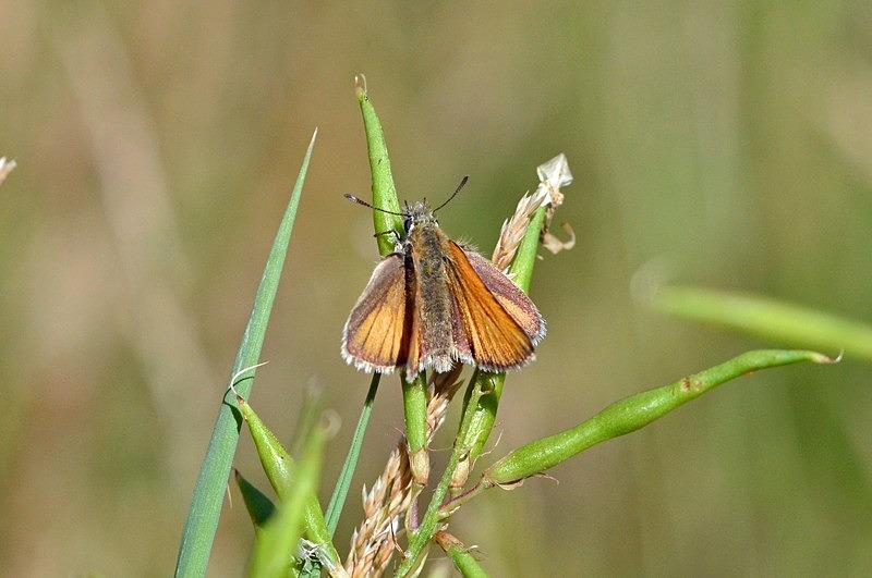 Small Skipper - Butterflies
