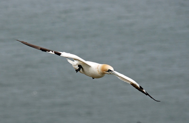 Gannet - Gannets