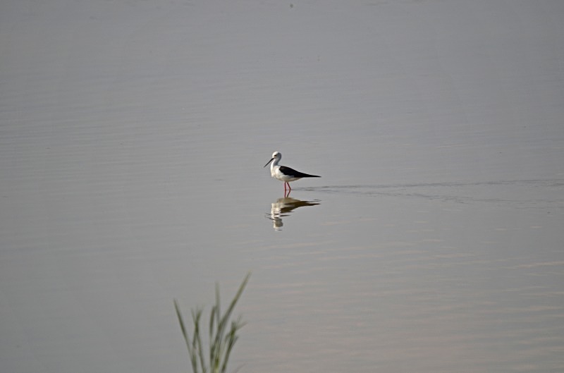 Black-winged Stilt - South Spain - September 2013