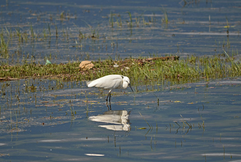 Little Egret - Central Macedonia