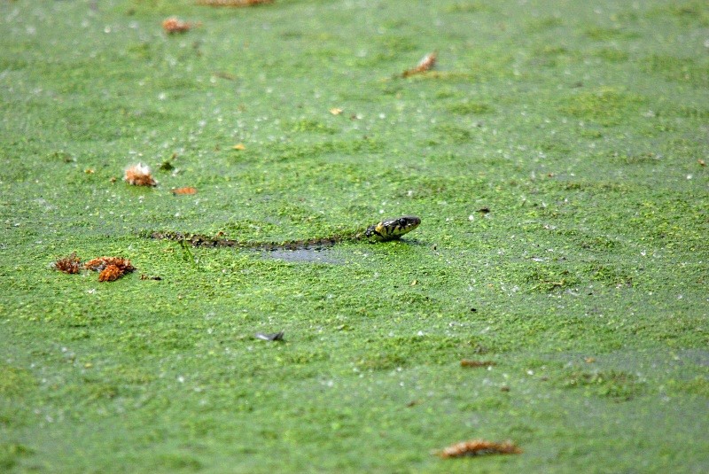 Grass Snake - Snakes