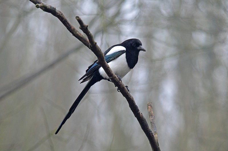 Magpie - Crows