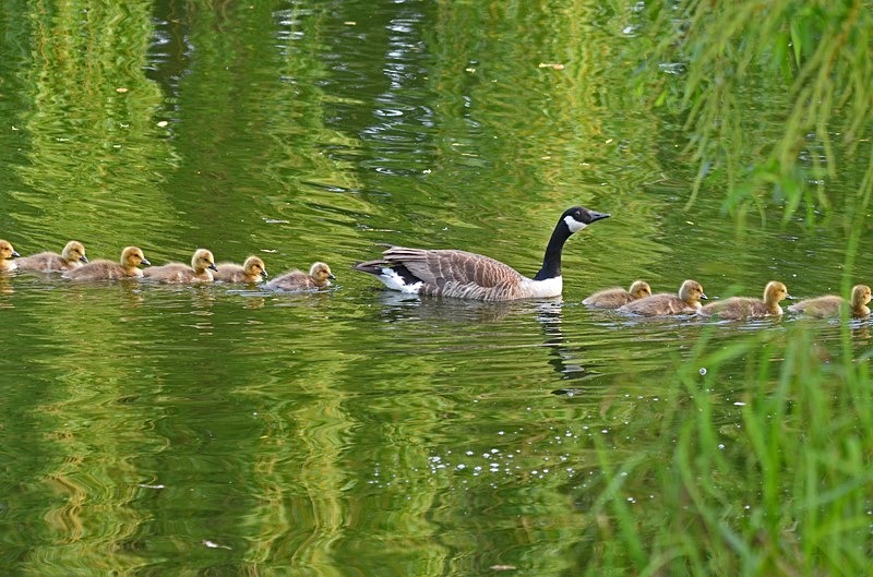 Canada Goose and goslings - Black geese