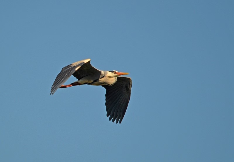 Grey Heron - Bulgaria