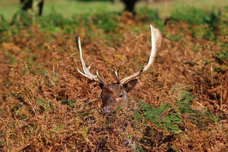 Fallow Deer - Fallow Deer