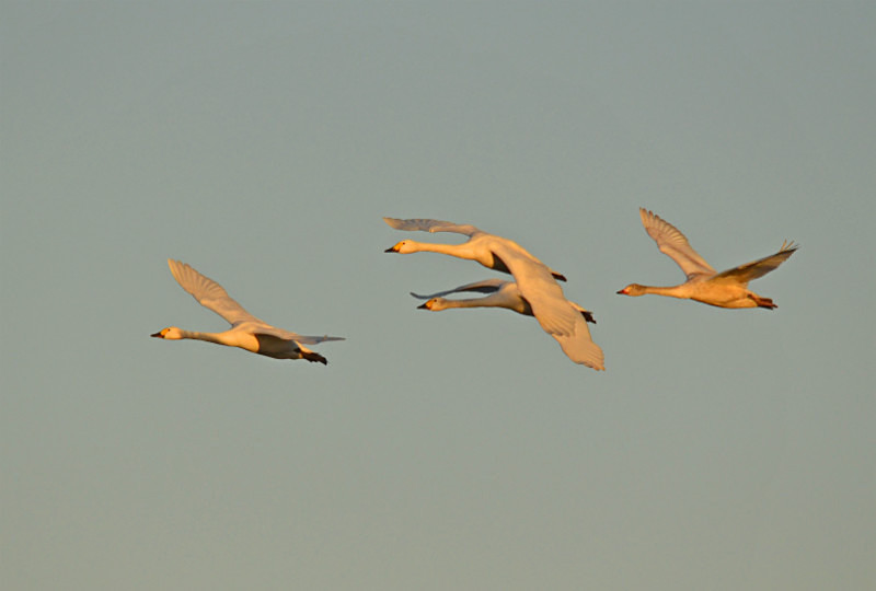 Bewick's Swans - Whooper and Bewick's Swans