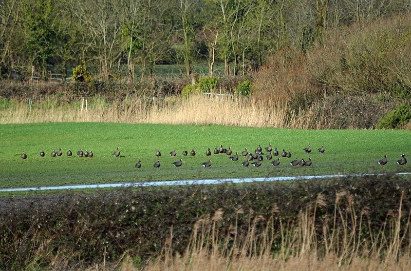 Wexford Wildfowl Nature Reserve, Co. Wexford, Ireland - Ireland - January and February 2020