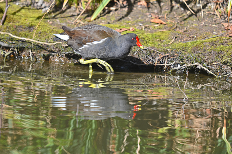 Moorhen - Crakes and rails