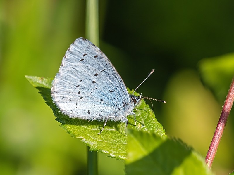 Holly Blue - Butterflies