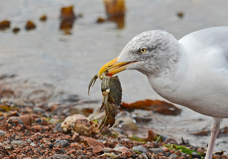 Herring Gull - Gulls