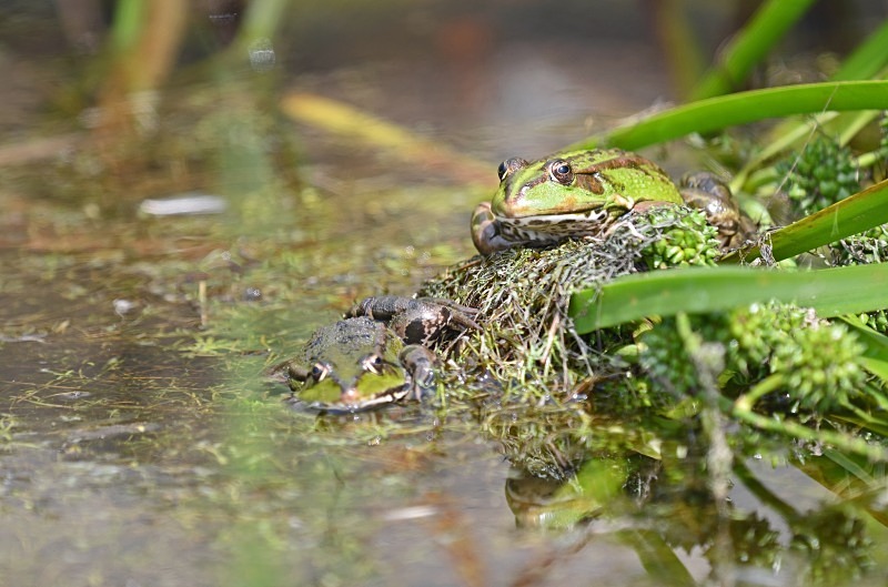 Marsh Frogs - Frogs and toads