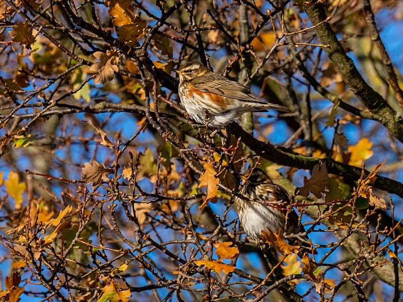 Redwing - Thrushes