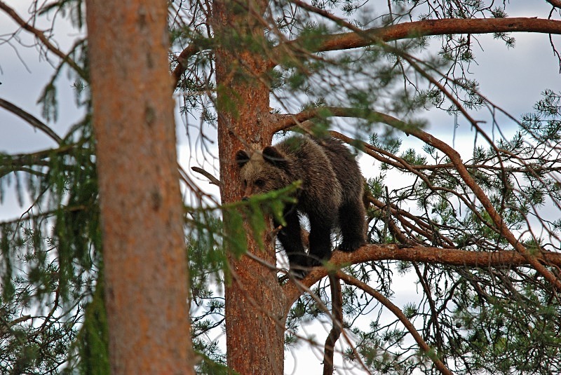 Brown Bear - North Finland and north Norway - May and June 2009