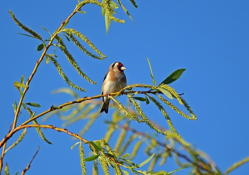 Goldfinch - Finches