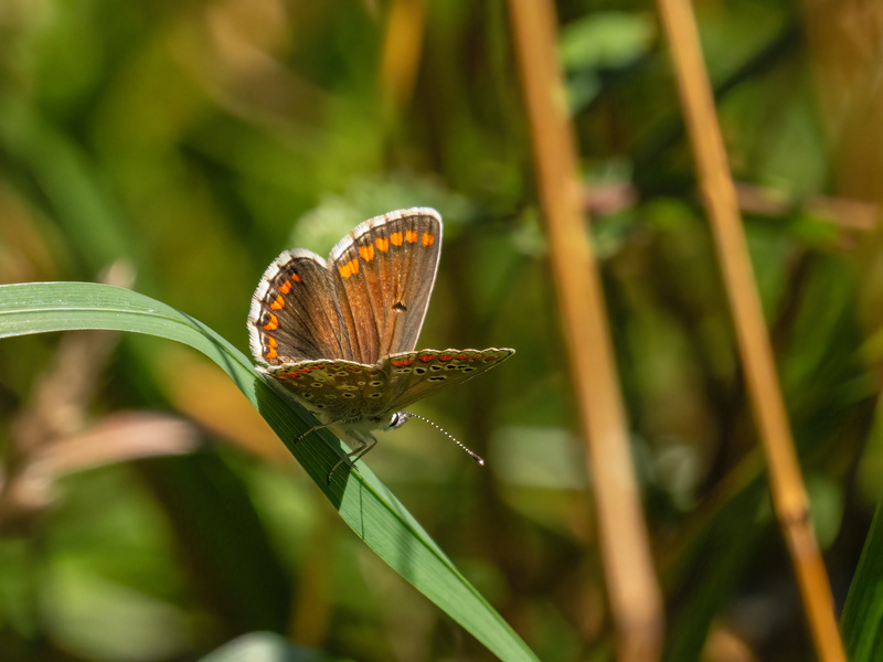Brown Argus - Butterflies
