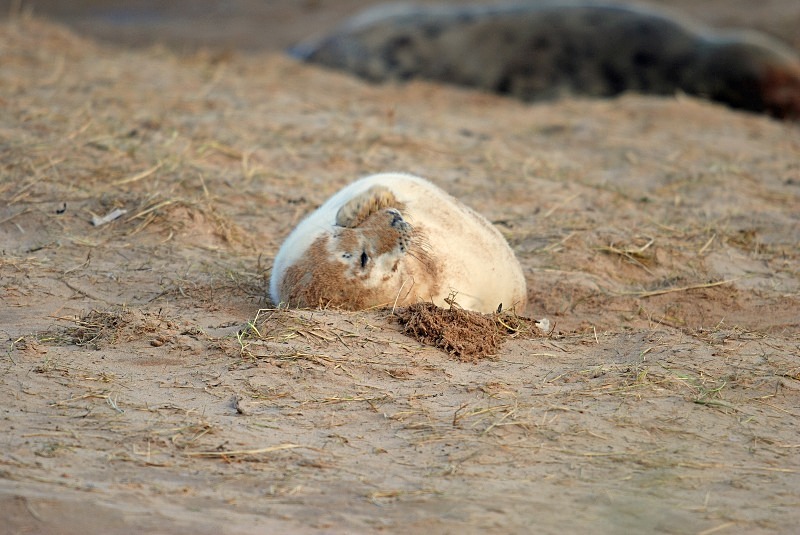 Atlantic Grey Seal - Atlantic Grey Seals