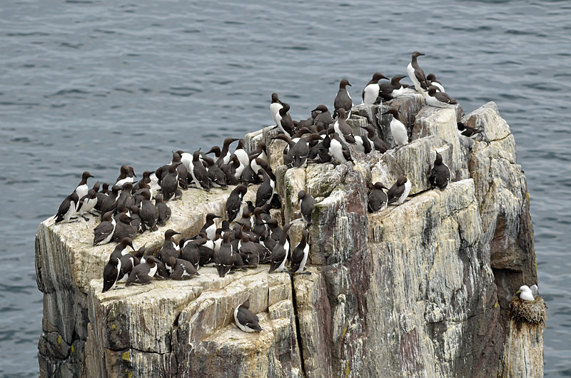 Common Guillemots - Auks