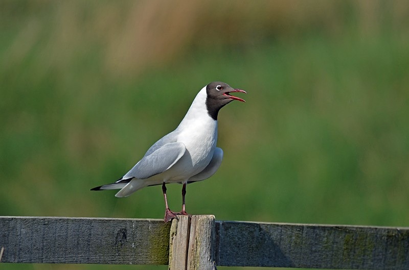 Black-headed Gull - Gulls