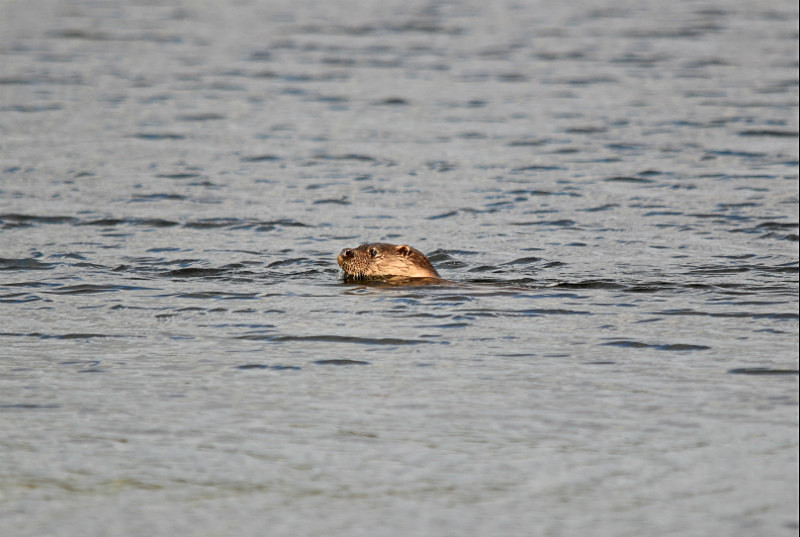 Otter - Otters
