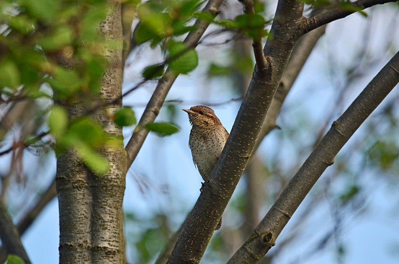 Wryneck - Estonia