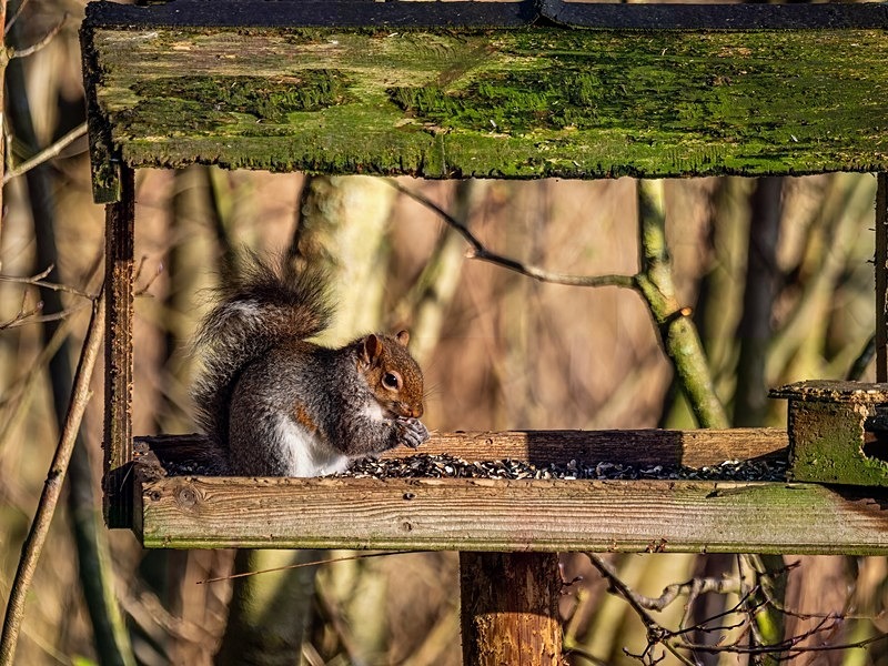 Grey Squirrel - Latest photos